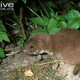 Illustration for article titled Monday Mustelid - Mustela nivalis Edition